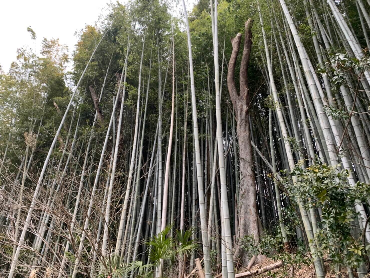 ご依頼頂いたのは右側にあるムクノキの伐採と少し分かりずらいと思いますが左側にあるシイノキの枝下ろしです